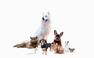 Navigating Dog Health: From Pancreatic Enzymes to Eye Care